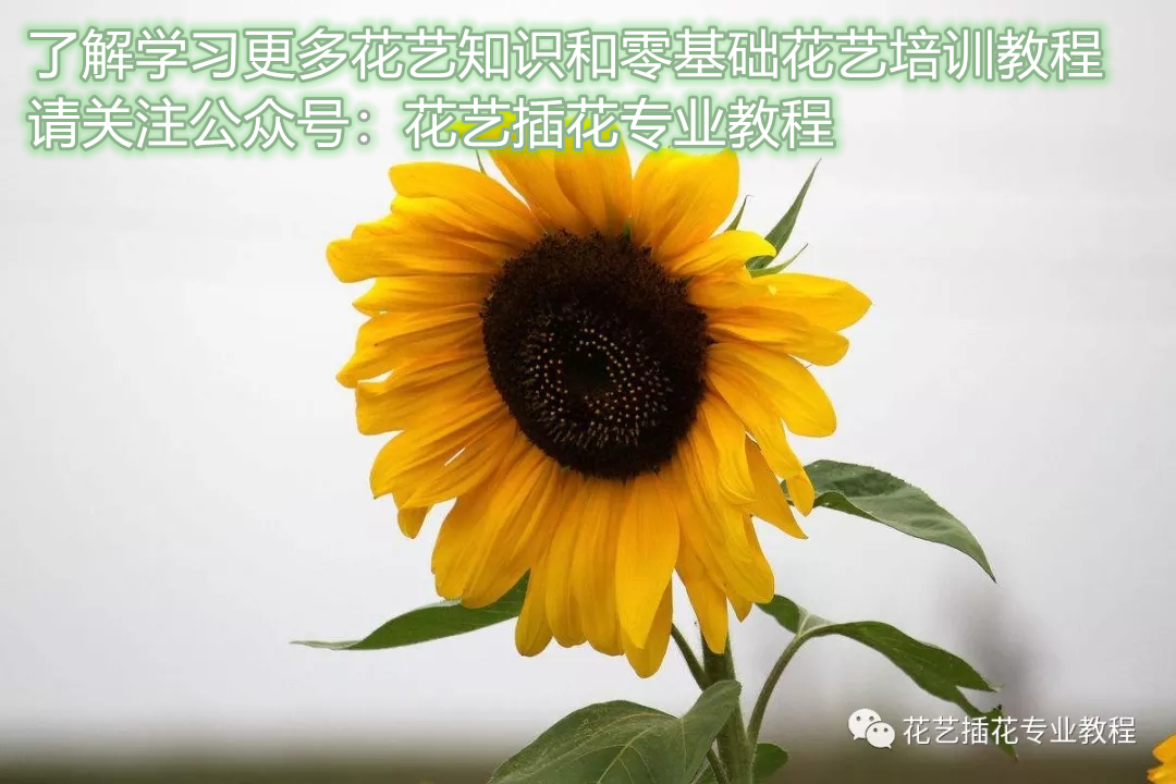 插花技巧向日葵,插花向日葵养护方法