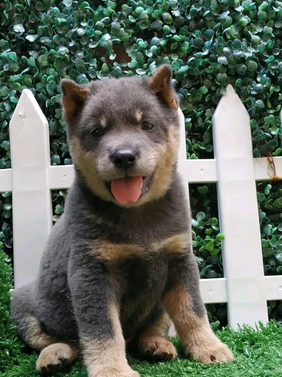 如果狗狗有这些特征说明可以旺家,狗狗有这几个特征说明它是好狗