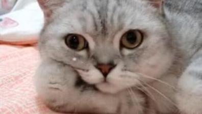 猫咪厌食的原因和解决方法,猫咪突然吃猫粮吃得很少怎么办