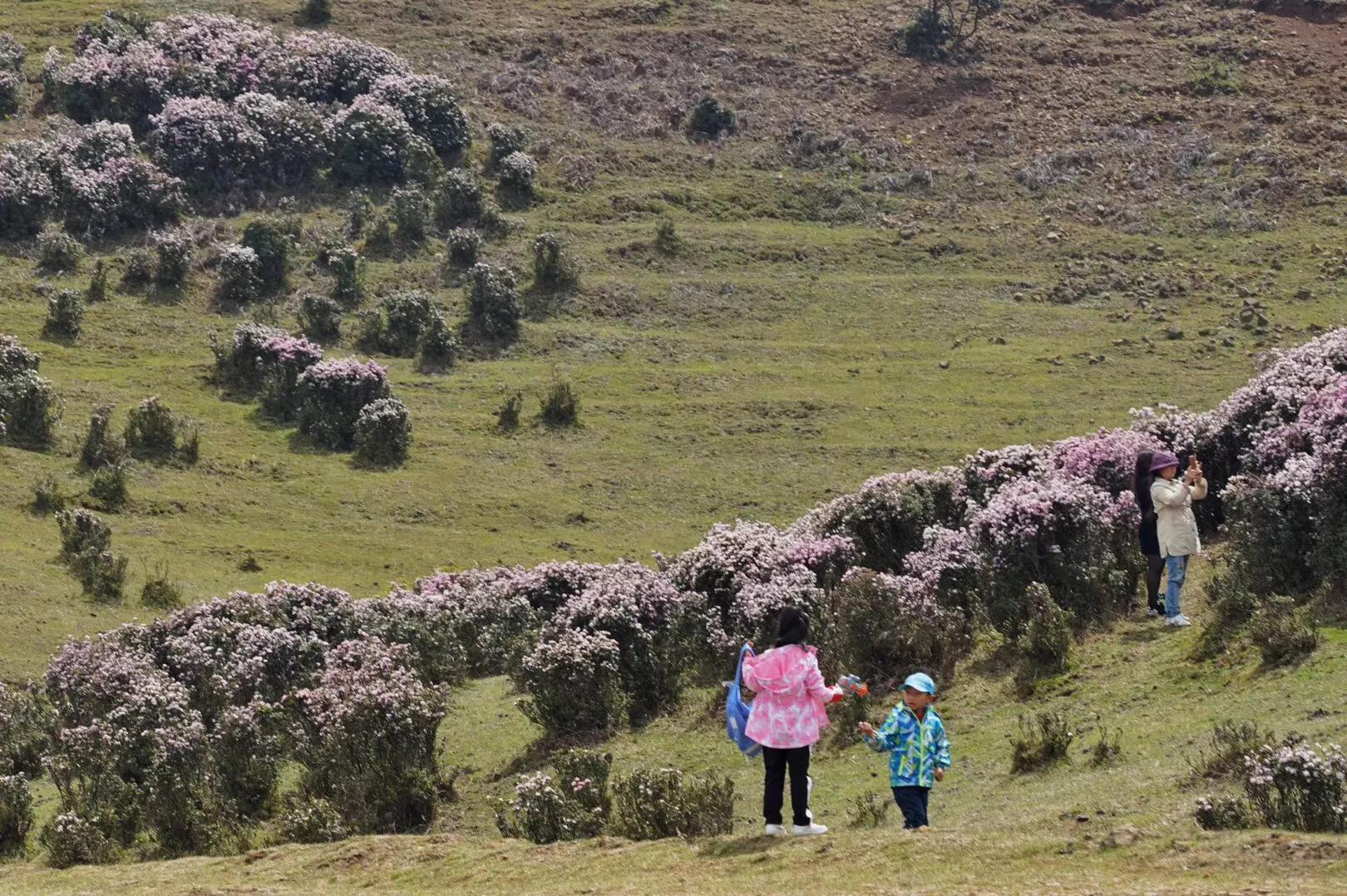 乌蒙大草原高山矮杜鹃,盘州市乌蒙大草原高山
