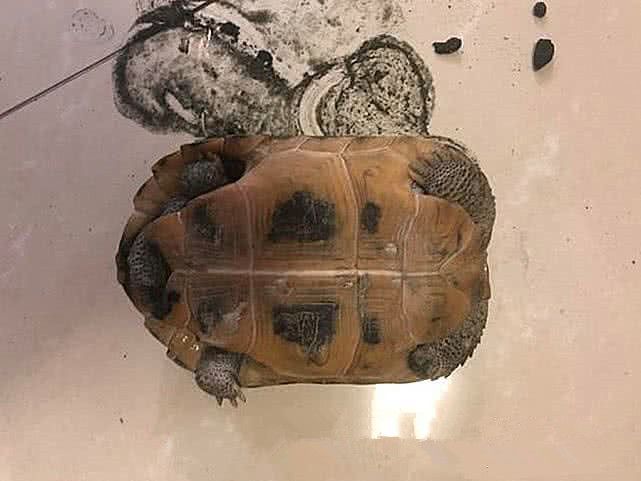 乌龟几天不吃东西还拉白色的东西,乌龟喂泻药