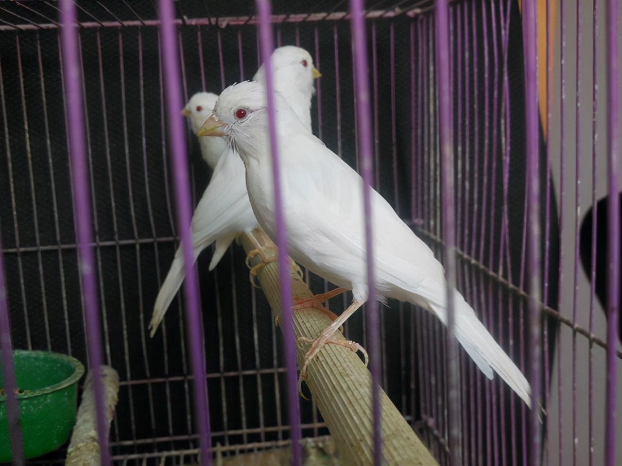 一种来自非洲的野鸟,被人工繁育出数百个品种,惊艳了整个世界