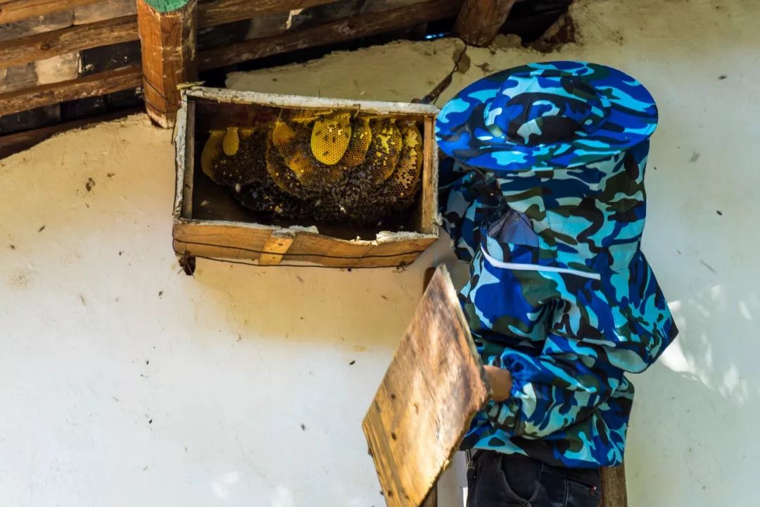 土蜂蜜取蜜全过程,土蜂蜜正确取蜜方法