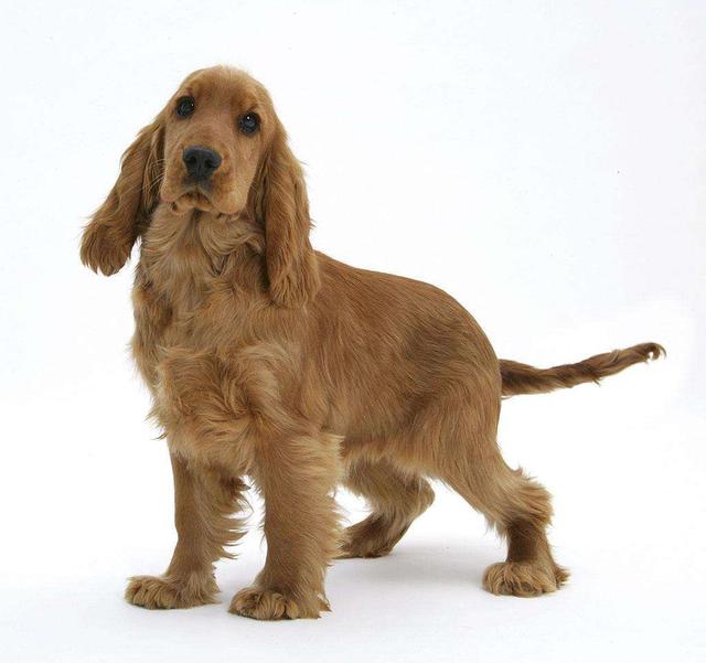 养狗需要注意的事你知道吗,养狗必须知道哪些知识