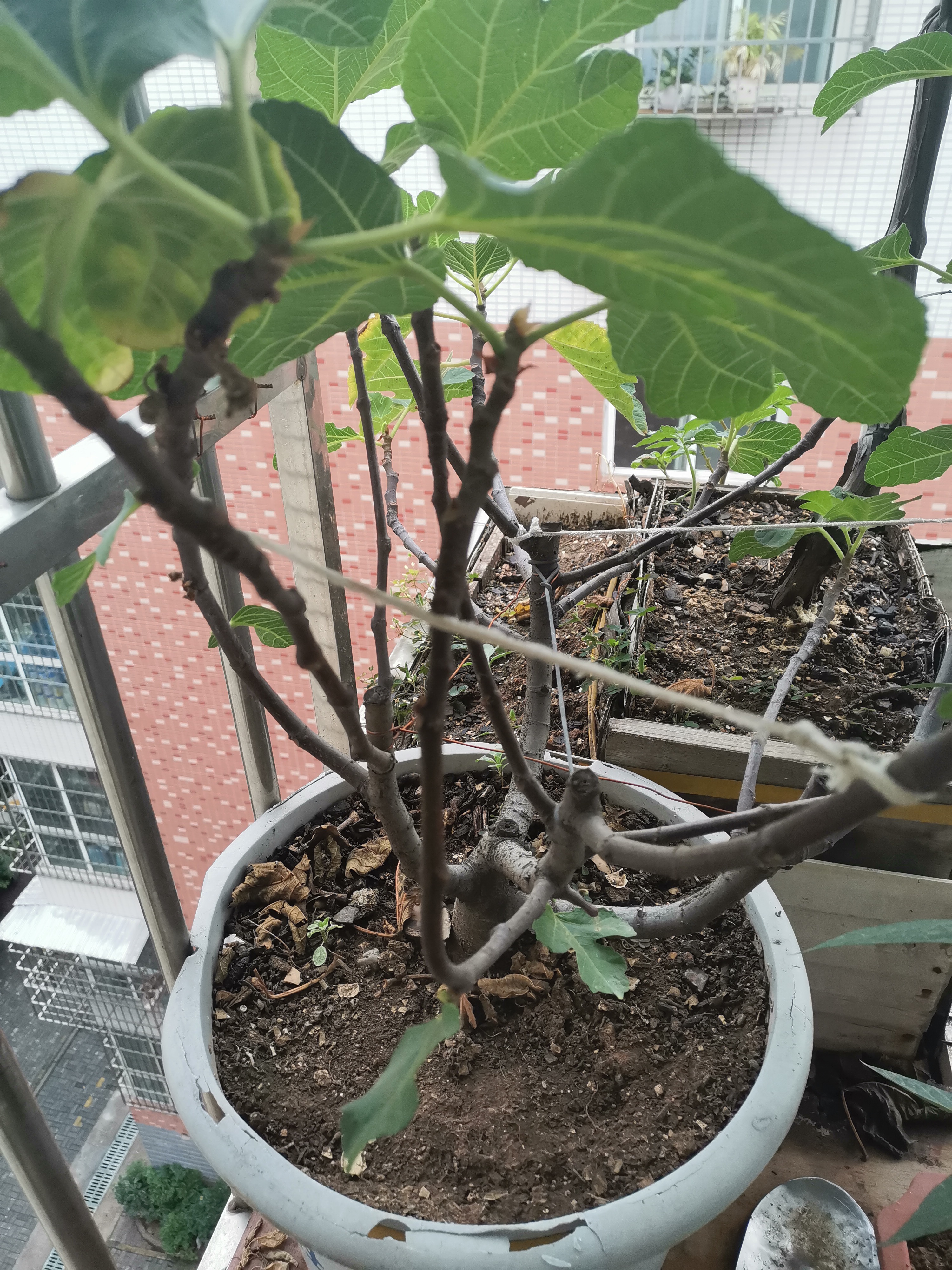 今晚刚种的无花果怎么会落果,盆栽无花果为什么果实干了