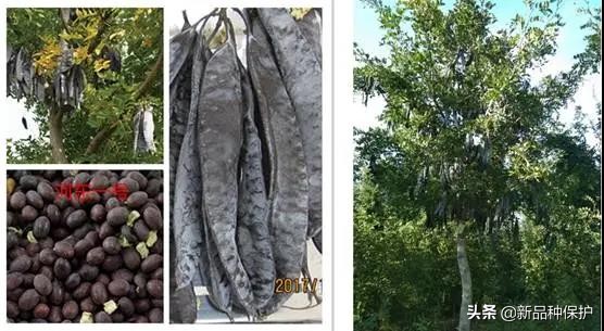 优良品种有哪些,最好的品种是哪一种