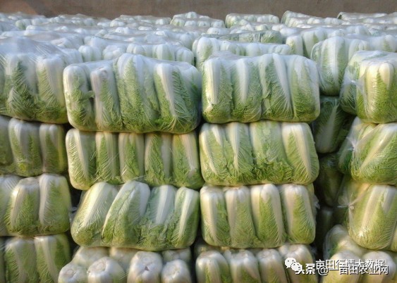 全国今日蔬菜菜价,全国菜价最新消息