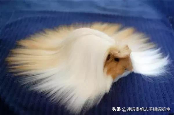 这60种罕见动物你见过几个,60种灭绝的动物