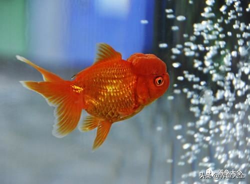 鱼缸里养金鱼怎么老是死啊,养金鱼总死是什么原因