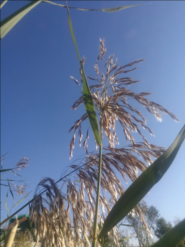 散文姥姥去世,散文姥姥原创