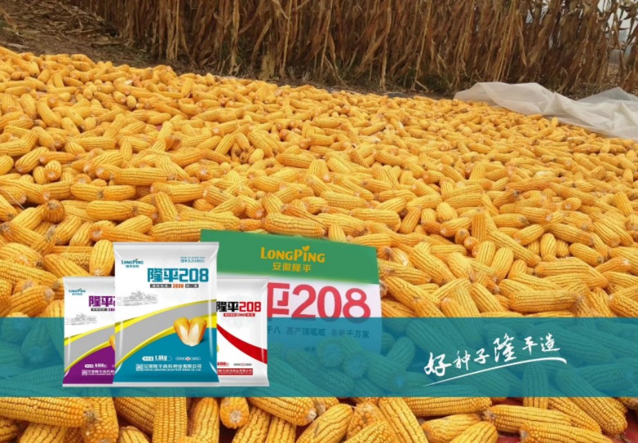 隆平208产量顶呱呱,隆平208玉米品种株高