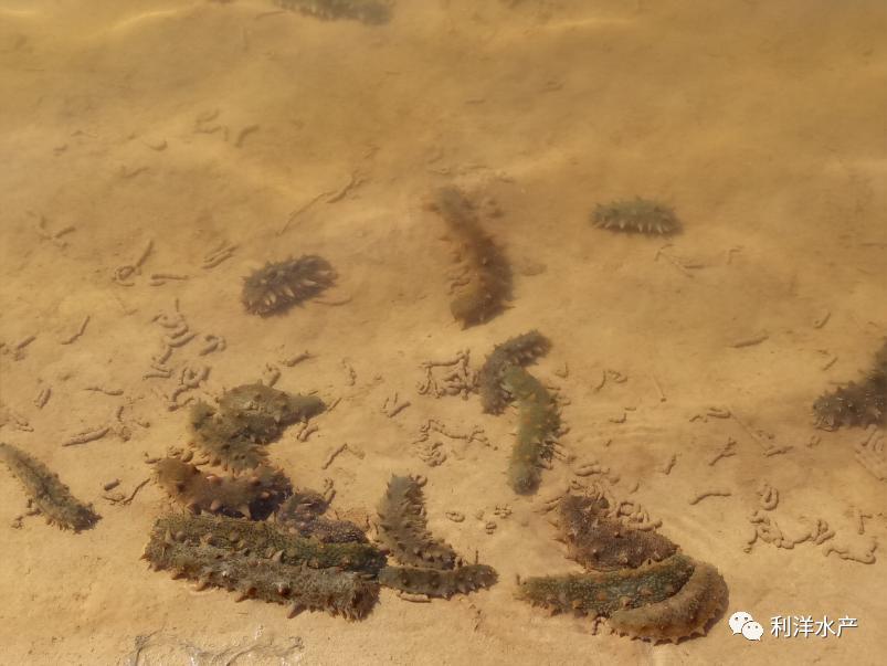 海参吃啥长大的,海参够吃吗