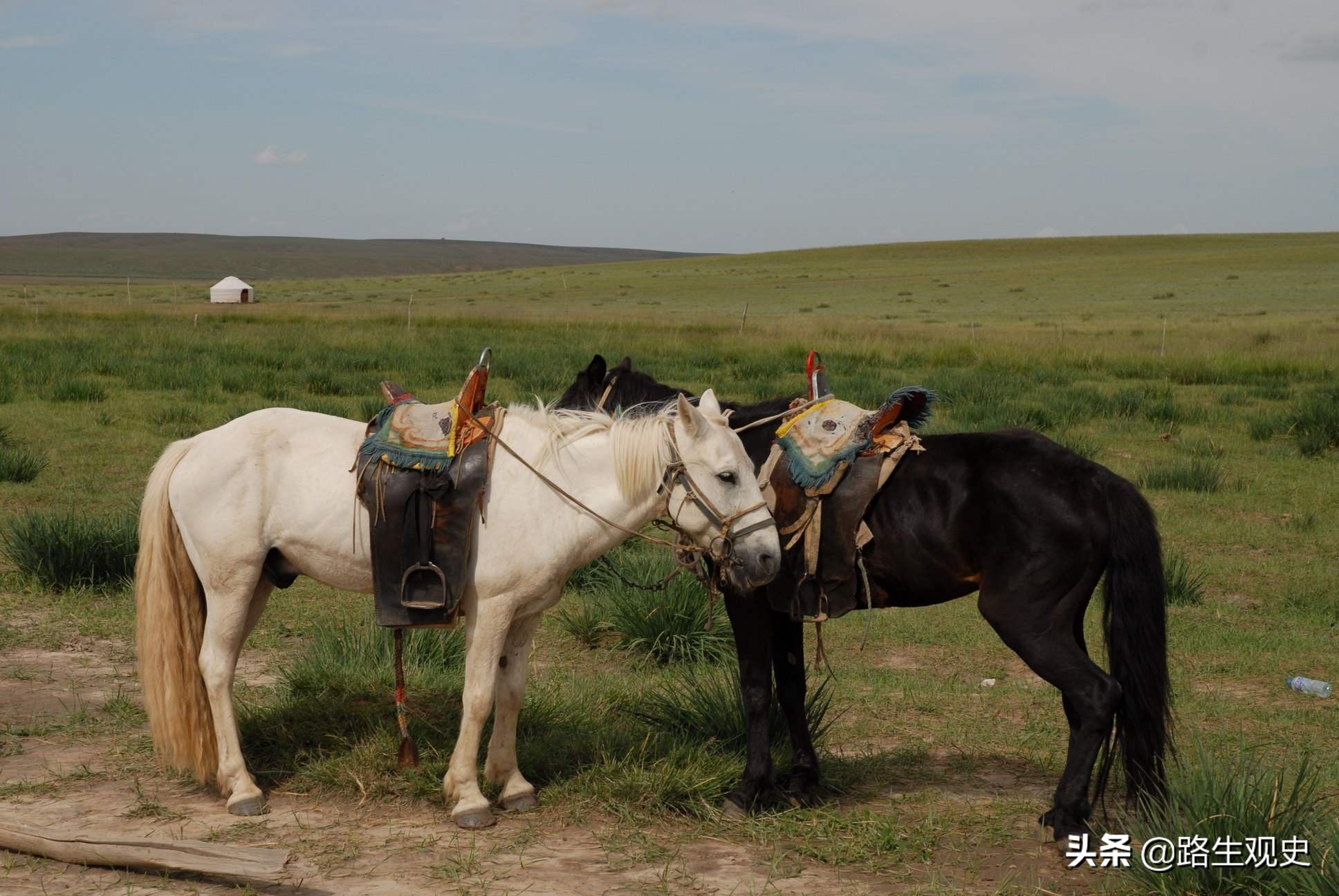 上世纪流行于农村的“走骟”，现已消失，牲口走着走着就被骟掉了