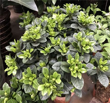 栀子花树怎么养才能开花更旺盛,养栀子花的技巧与方法