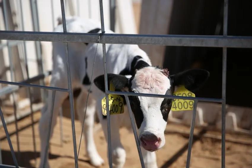 涓浗鍦g墽鍙戝睍瓒嬪娍濡備綍,鍦g墽甯傚満鍓嶆櫙濡備綍