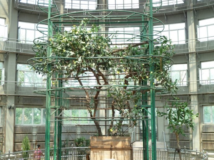 呼兰西岗公园百年仙人掌,呼兰百年仙人掌