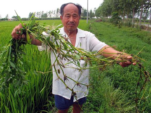 水葫芦入侵杂草,水葫芦的弱点太好笑