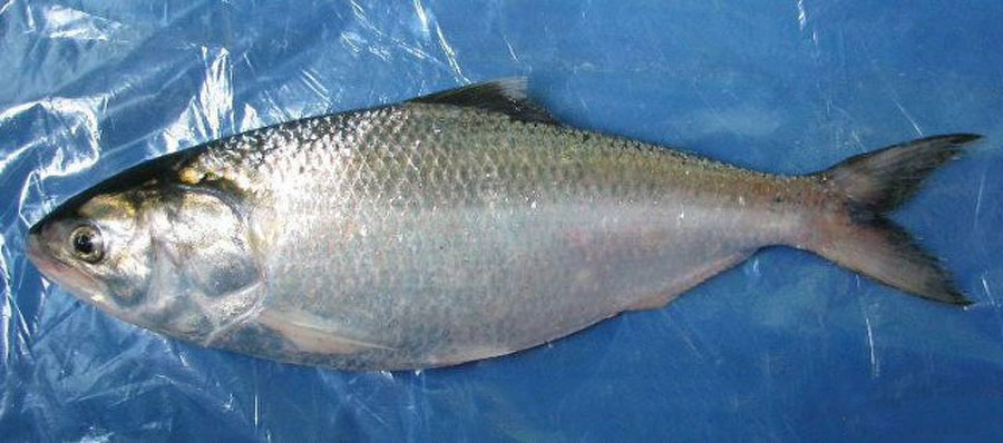 长江三鲜河豚刀鱼鲥鱼,鲥鱼是不是绝迹了