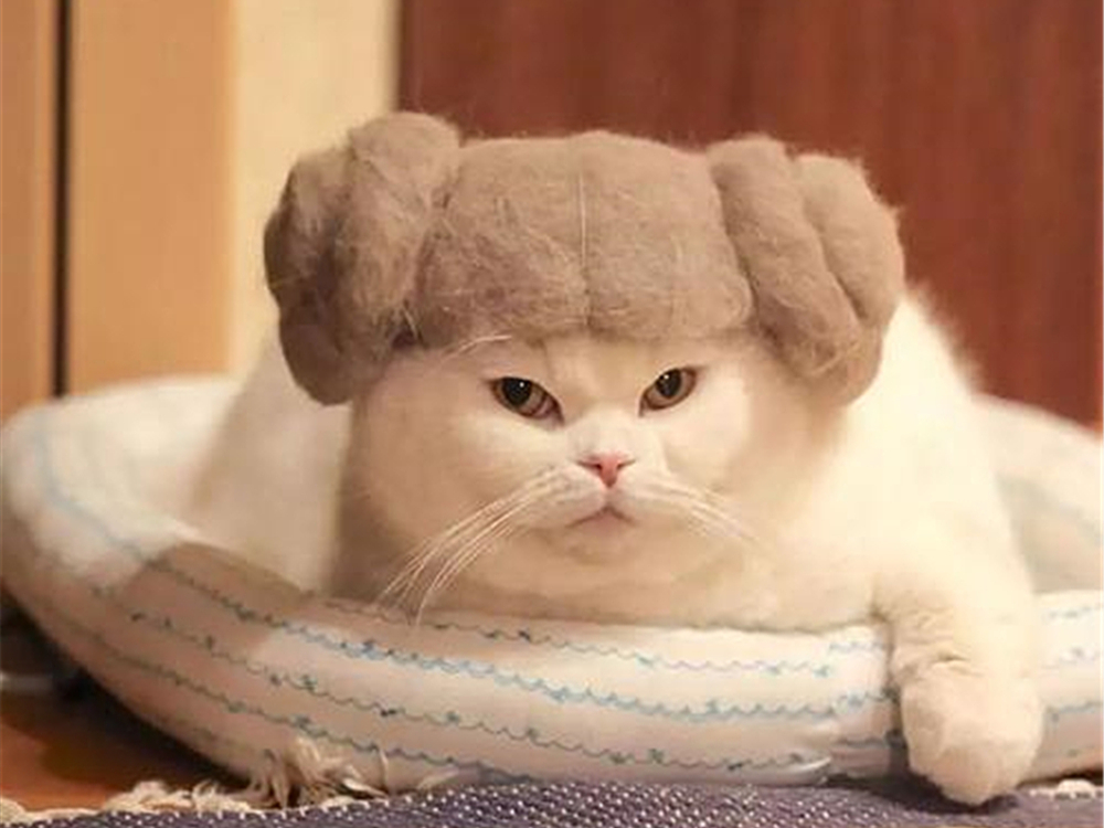 辟谣宠物猫,辟谣猫毛吸入肺里