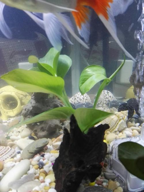 绿萝直接放到鱼缸里面可以活吗,绿萝全放鱼缸里能活么