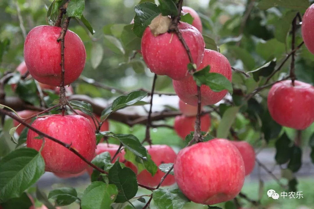 何巨才果园管理,何巨才作品