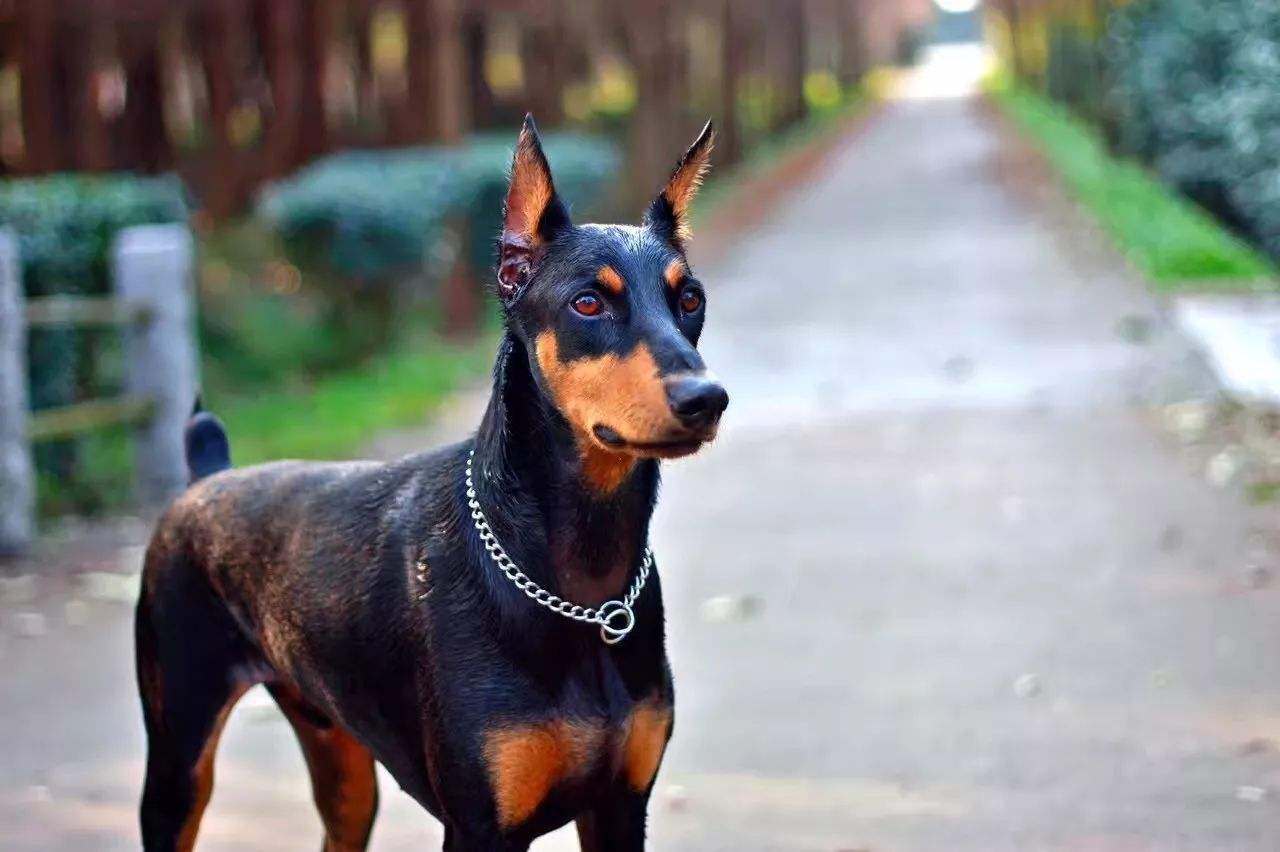 宠物的残忍手术,宠物医院对宠物残忍的手术