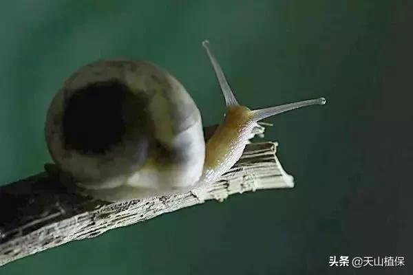 蜗牛养殖前景和销路,白玉蜗牛养殖大棚需投资多少钱