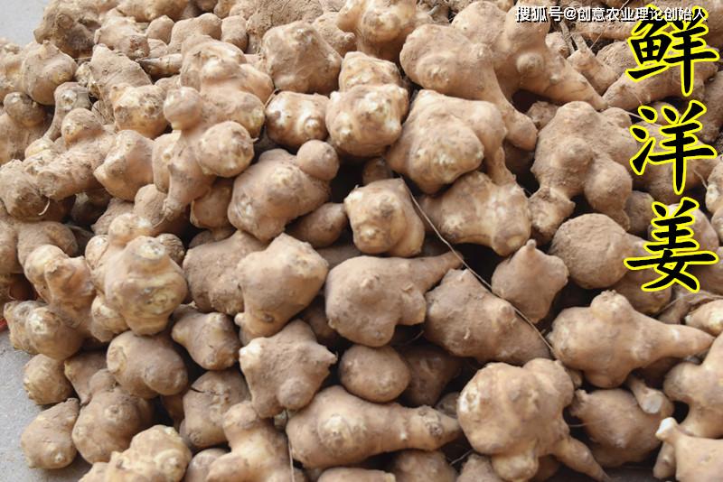 盆栽洋姜的方法,家庭种洋姜的正确方法