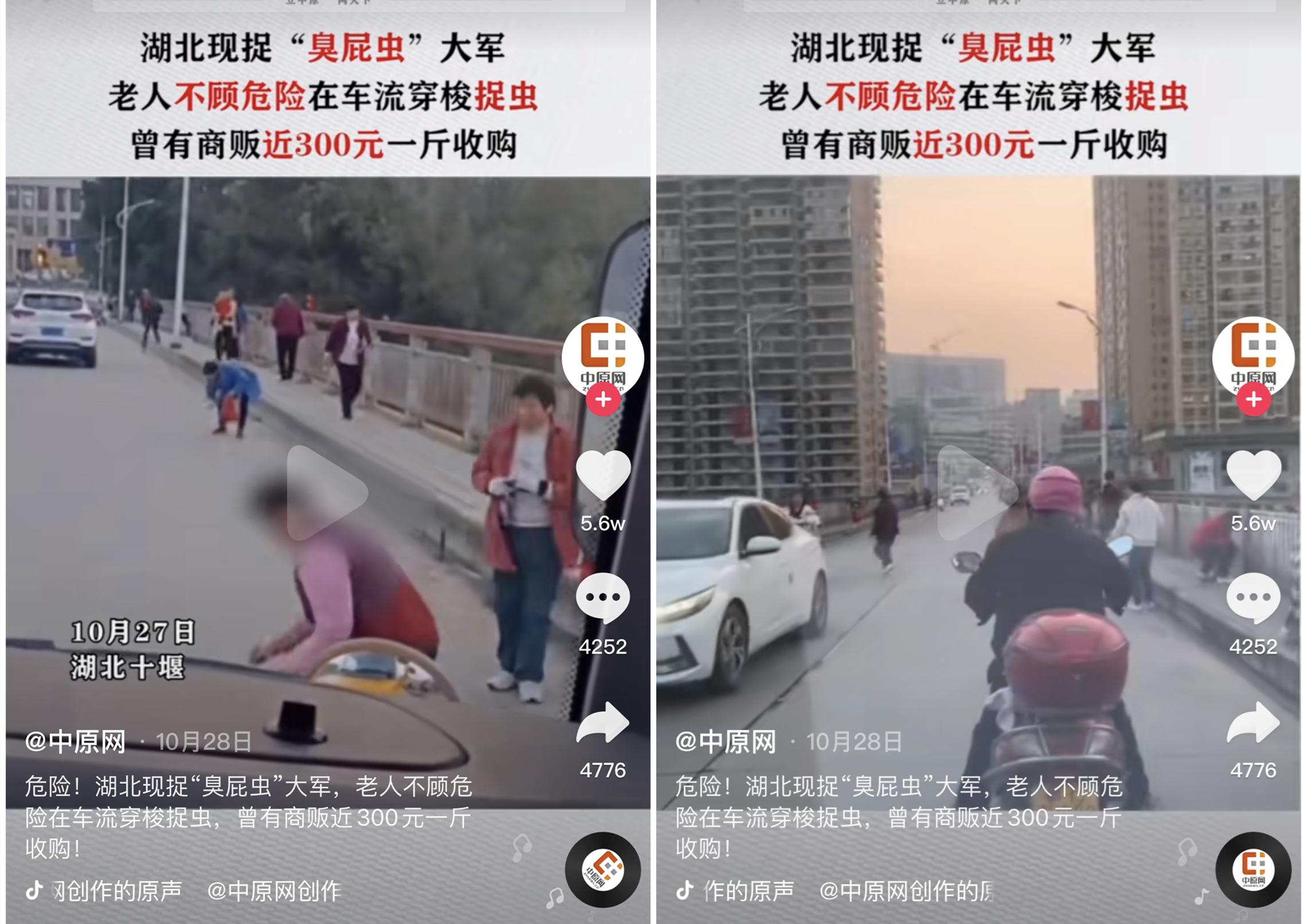 臭大姐特别多怎么回事,臭屁虫图片能吃吗