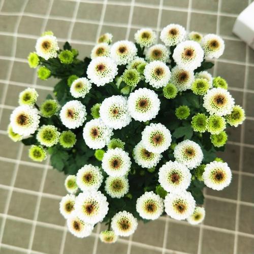 纽扣菊怎么处理来年再开花,纽扣菊一年生还是多年生