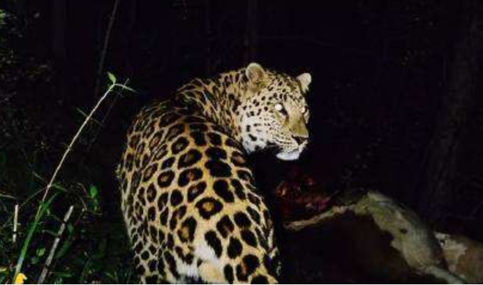 山西华北豹,野生华北豹出没