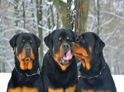 每日罗威纳,每日一狗阿拉斯加犬视频