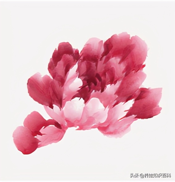 写意牡丹画法教程,零基础入门画法教给孩子,这样画简单又好看