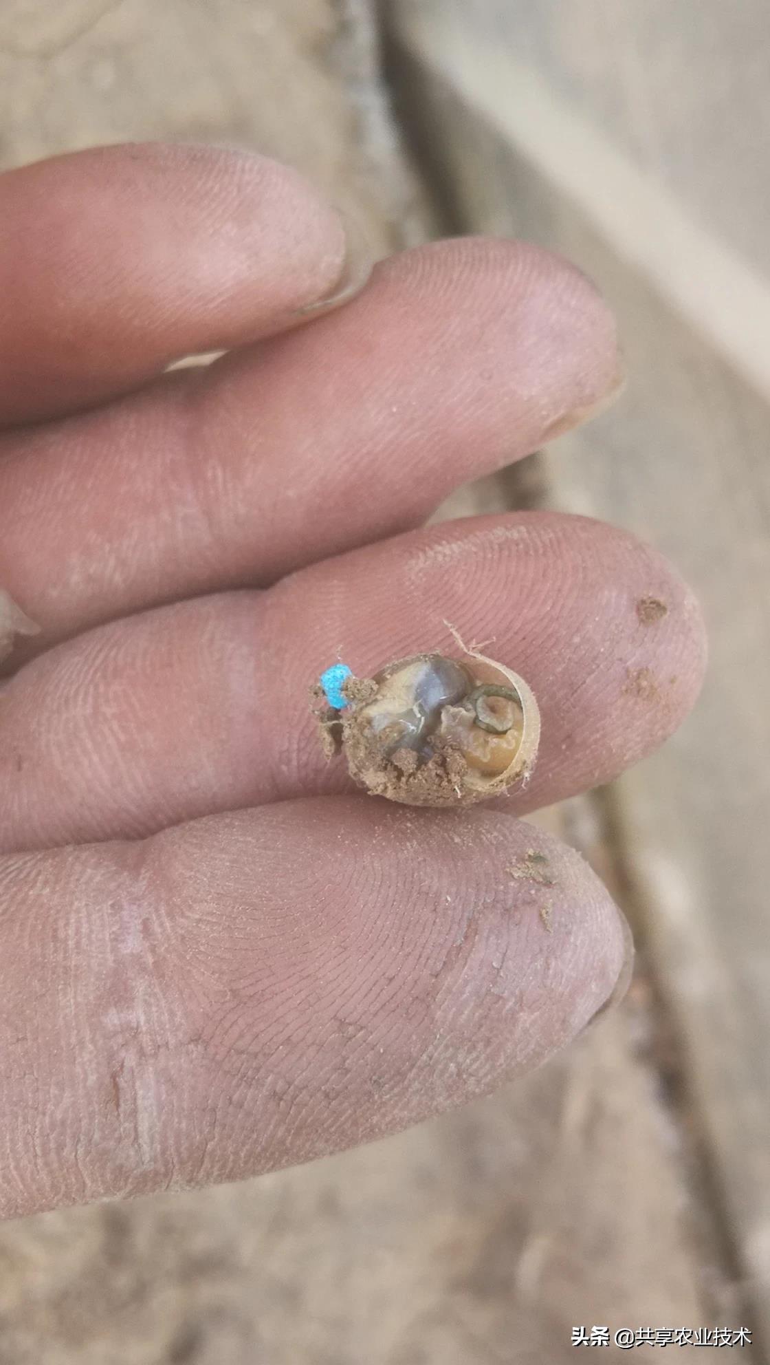 河北行唐：大姜地蜗牛治不治