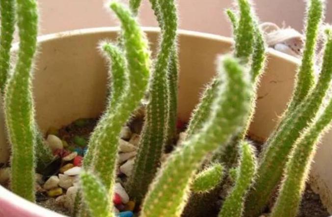 仙人指路健体,仙人指路伤害不高