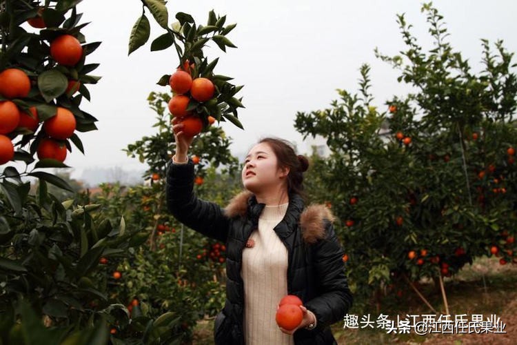 swisse血橙胶原蛋白,胶原蛋白斯维诗swisse血橙