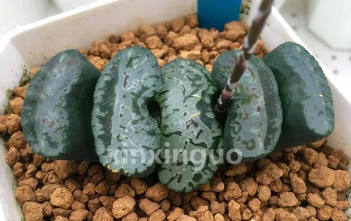 郭氏---台湾行之李瑞斌大棚及布楚礼多肉植物园游记