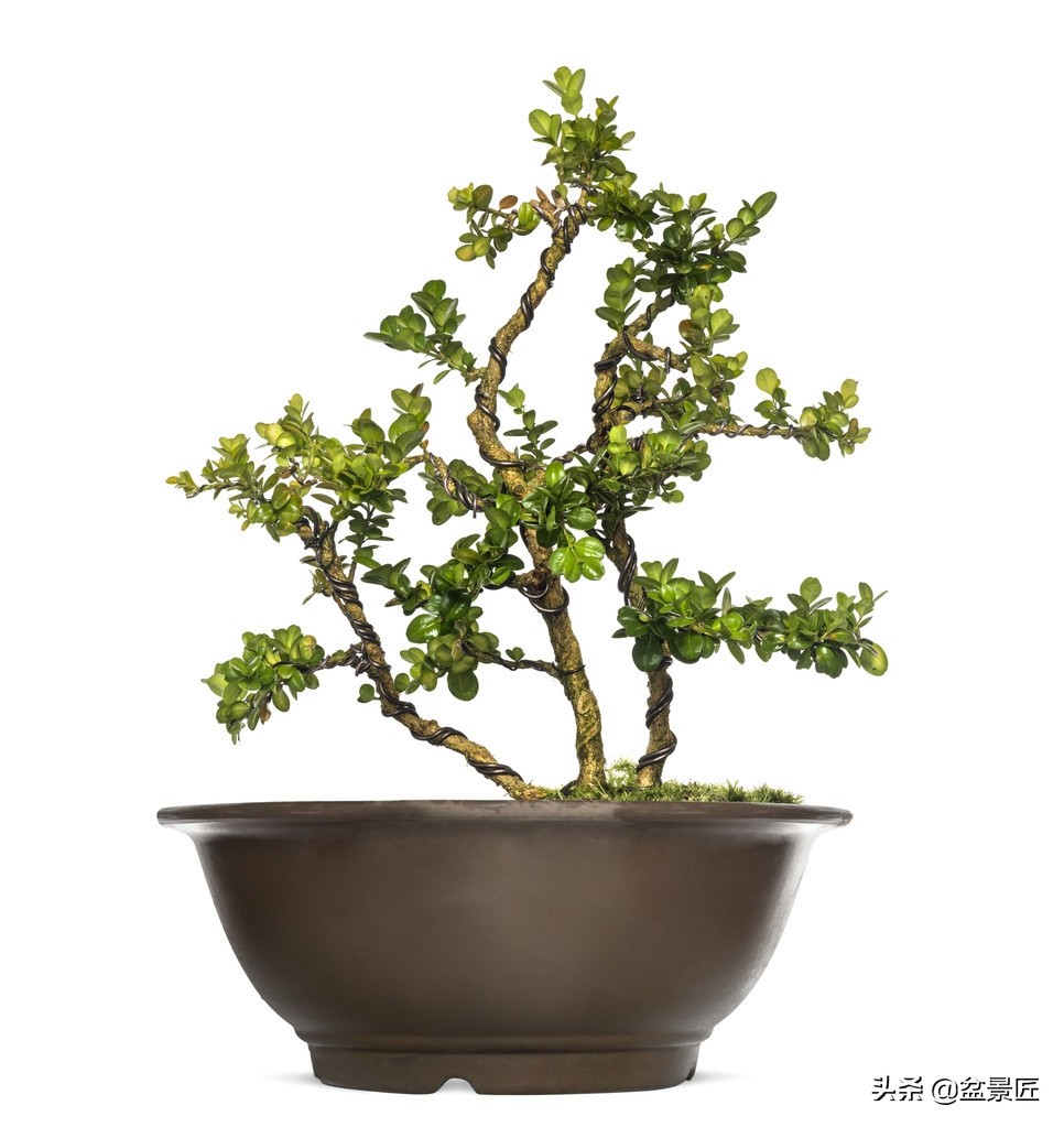 黄杨树盆景制作入门宝典,黄杨树桩盆景制作与养护技术