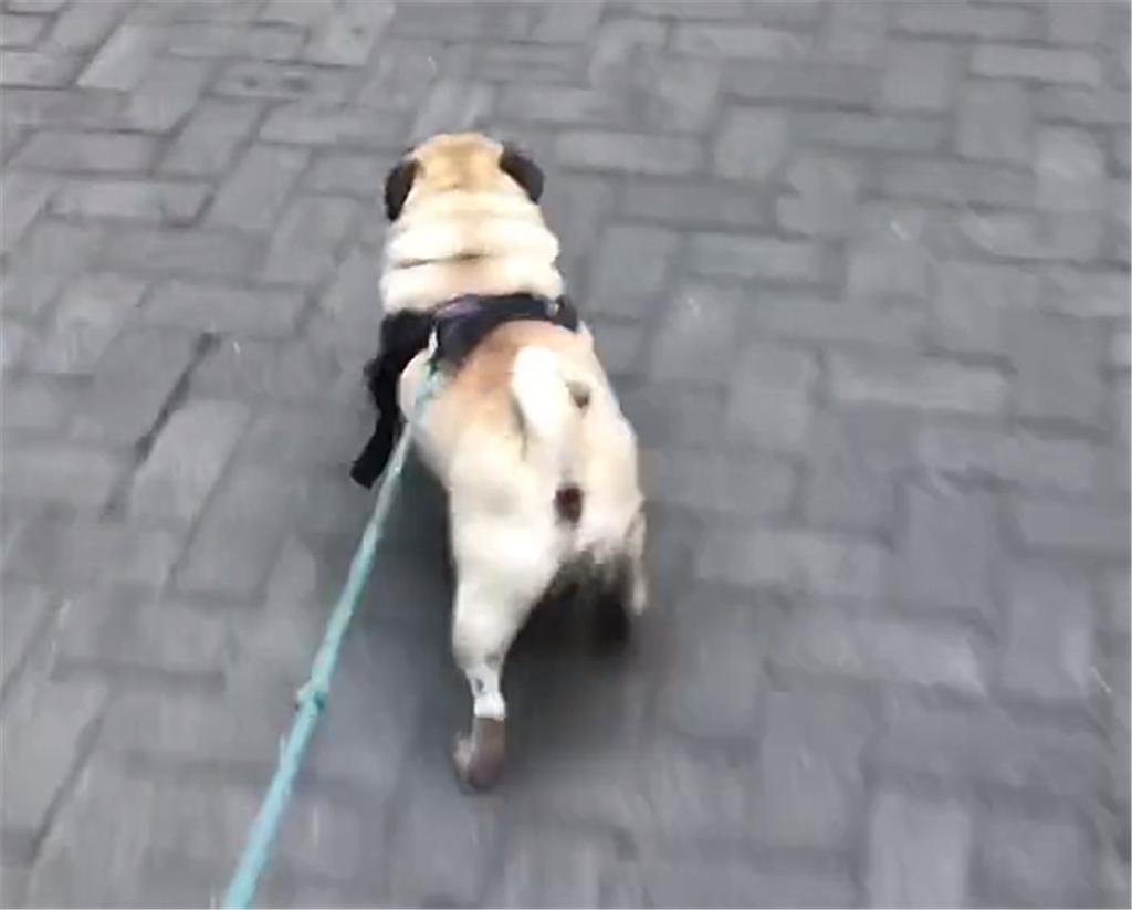 巴哥犬和柯基犬哪种好养,养巴哥犬新手要注意什么