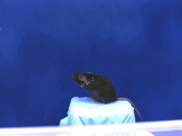 孩子膀胱容量130,儿童最大膀胱容量197正常吗