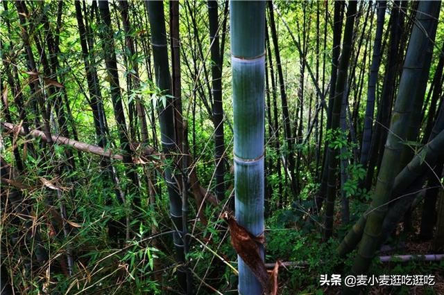 探秘山间古寺,探寻神秘的古寺