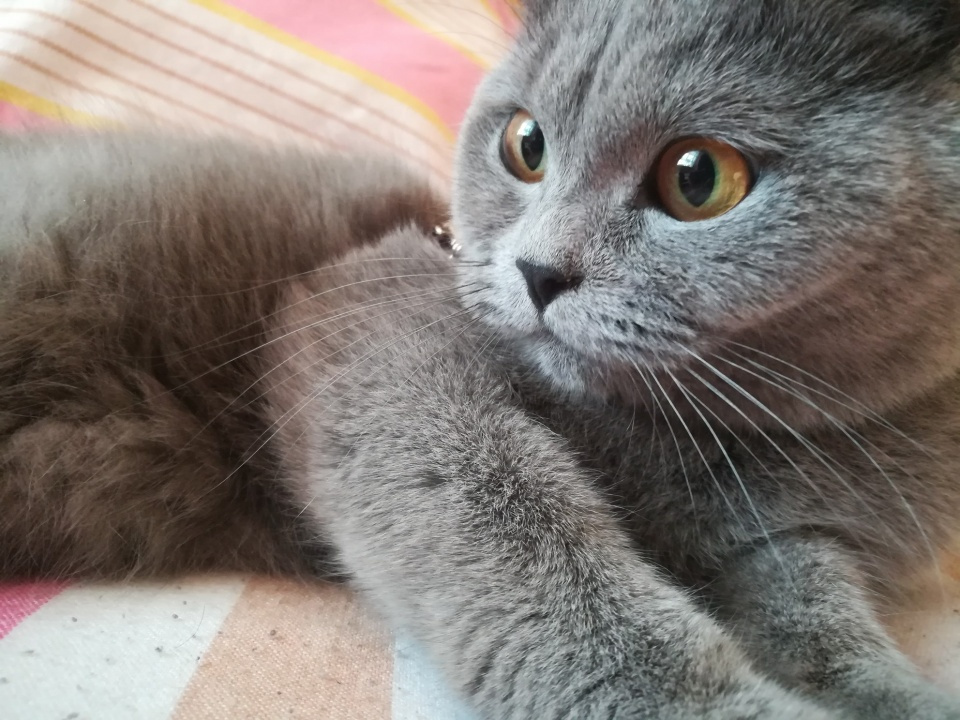 一分钟带你了解常见猫的品种,猫咪品种大全教你认清猫咪的种类