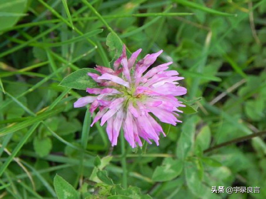 心情语录人生感悟句子短句,心情语录人生感悟简短语句