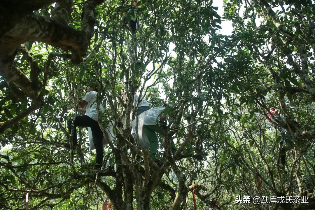 盼了一年的好茶,勐库戎氏古树茶2010秋茶