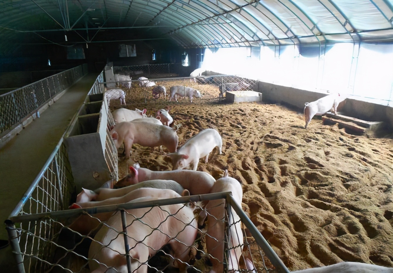 猪场呼吸道病反复怎么回事,最近猪场猪病如何