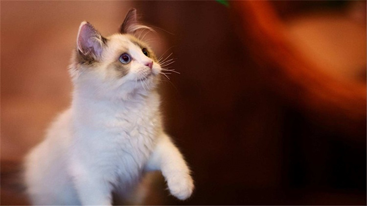 一个小方法，治好猫咪的抑郁症