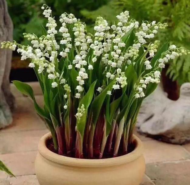 铃兰花怎么养才能更茂盛,铃兰花怎么养才好看