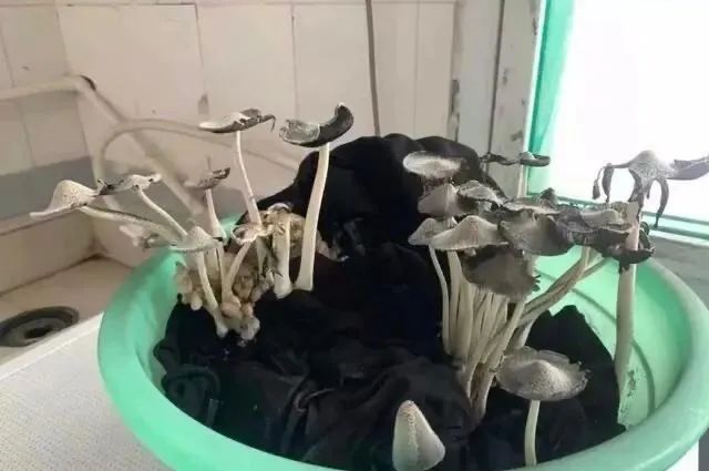 返校的路上在想什么,在返校的路上你在想什么