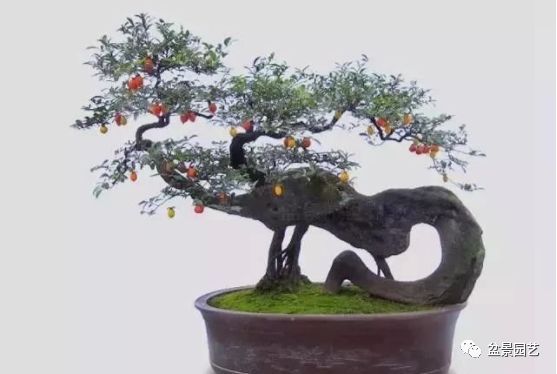 有哪些经典盆景树种,最值得收藏的六种盆景树种是哪些