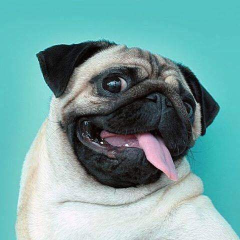 法斗犬和巴哥的区别,法斗和巴哥犬有什么关系